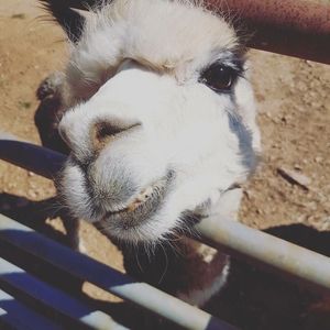 Meet your Posher, Zetong